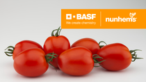 Azovian tomate pera gran calibre Nunhems Azovian tomate pera gran calibre Nunhems